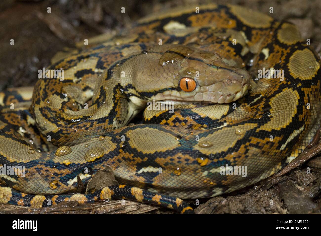 Baby Reticulated Python (Python reticulatus) Bali locality in Indonesia  Stock Photo - Alamy