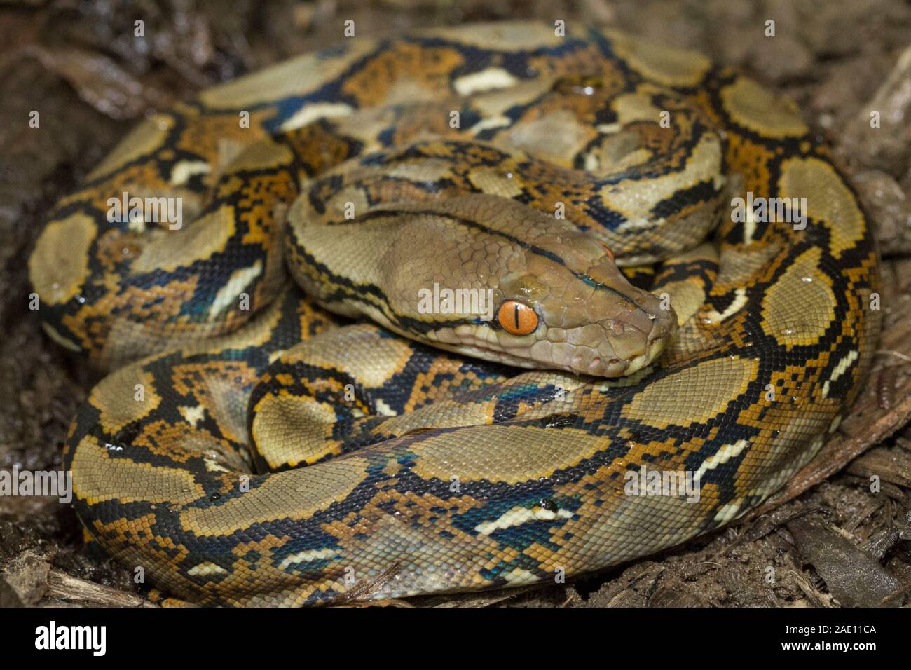 Reticulated python striking hi-res stock photography and images - Alamy