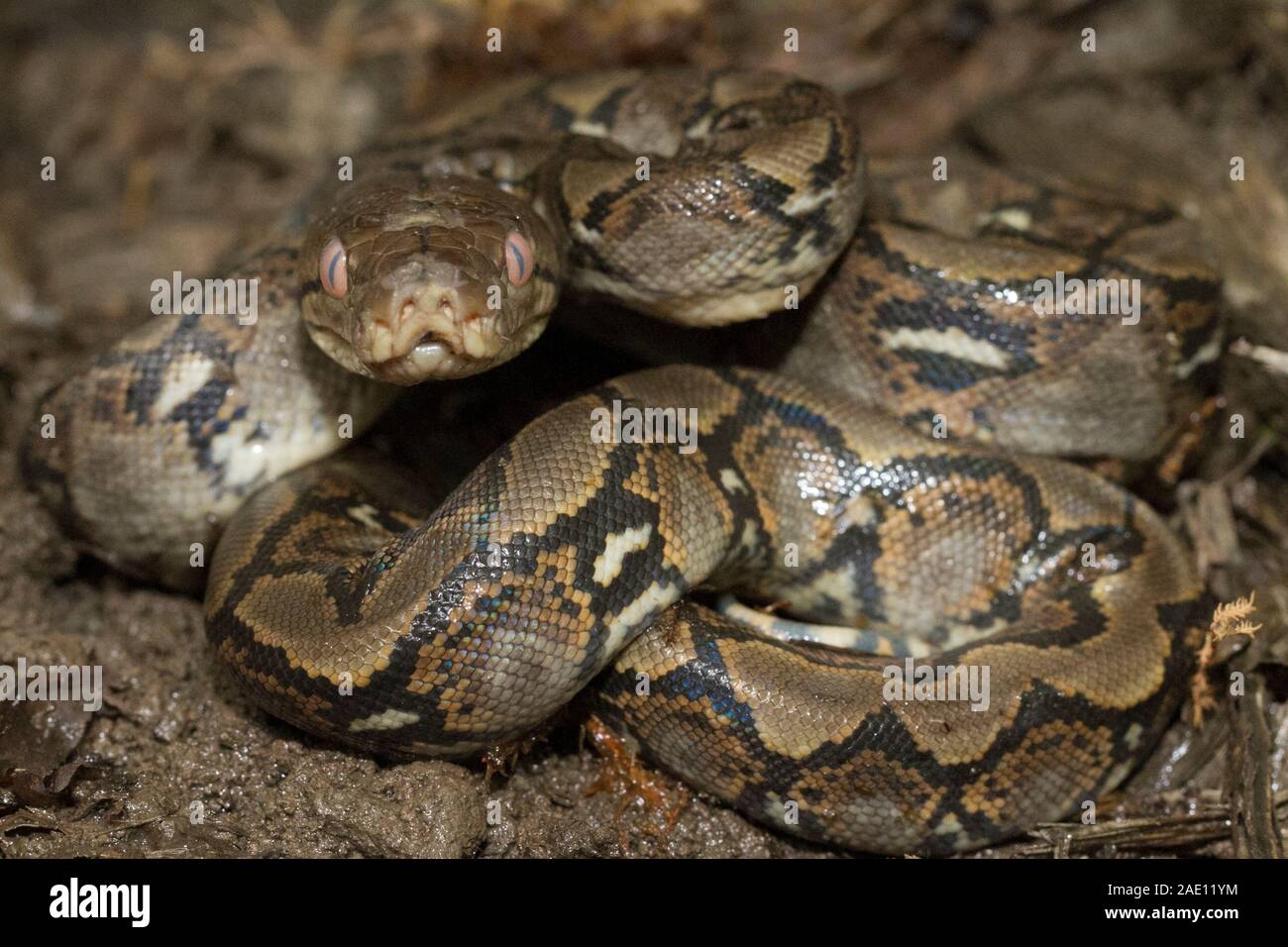 Reticulated Python Hatchling