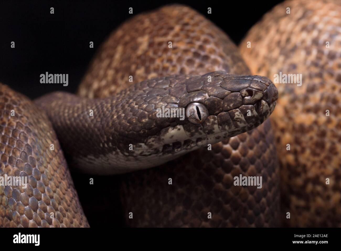 white-eyed python (Liasis mackloti savuensis) is a snake found in Indonesia, Papua New Guinea, and coastal northern Australia isolated on black Stock Photo