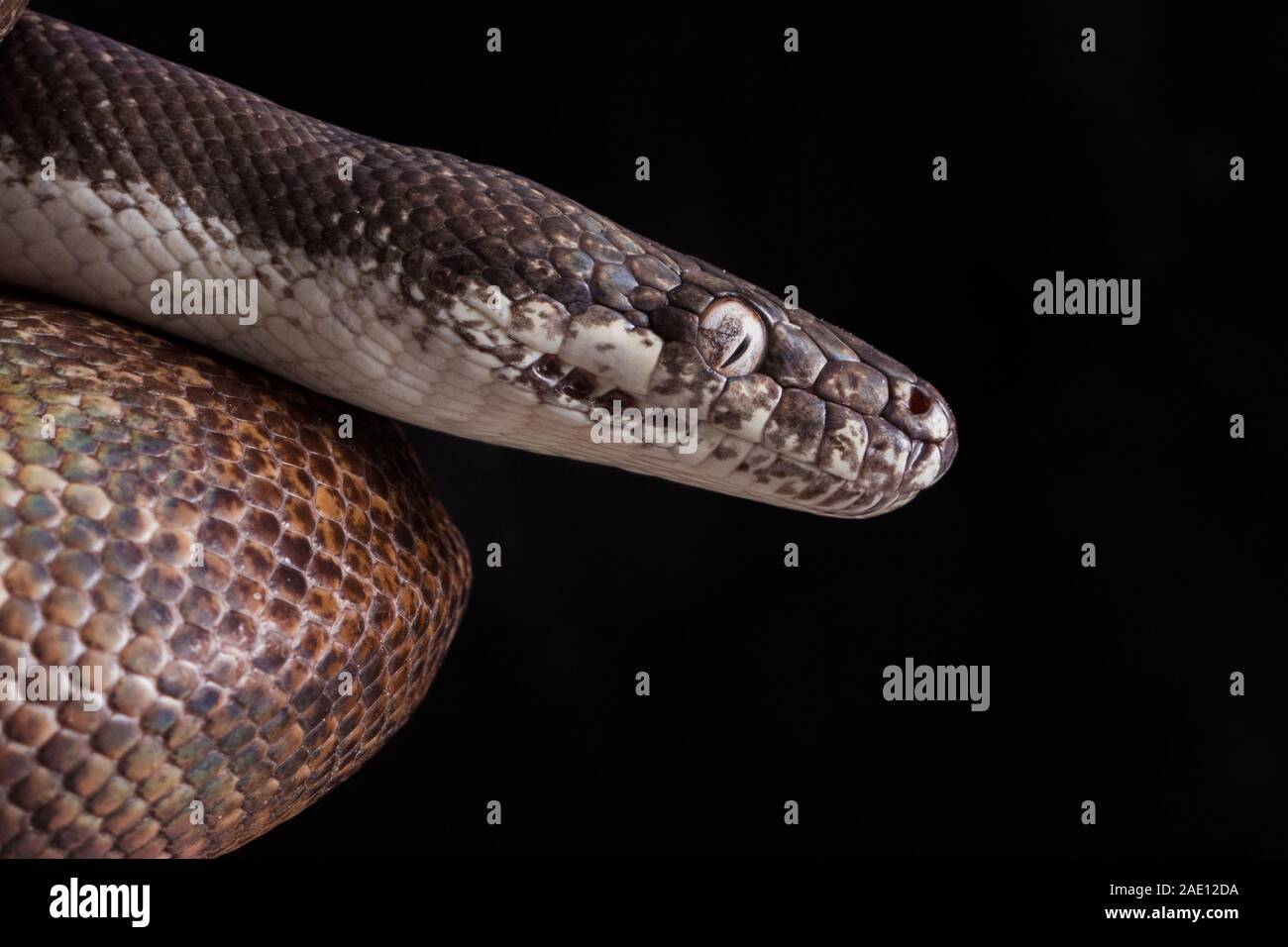 white-eyed python (Liasis mackloti savuensis) is a snake found in Indonesia, Papua New Guinea, and coastal northern Australia isolated on black Stock Photo