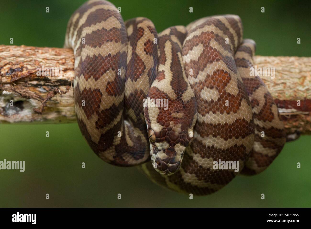 Carpet python (Morelia spilota) curled on a branch Stock Photo - Alamy
