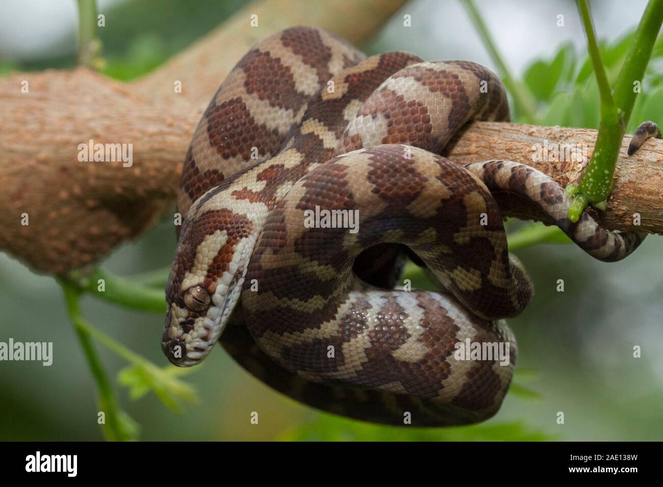 Carpet python (Morelia spilota) curled on a branch Stock Photo