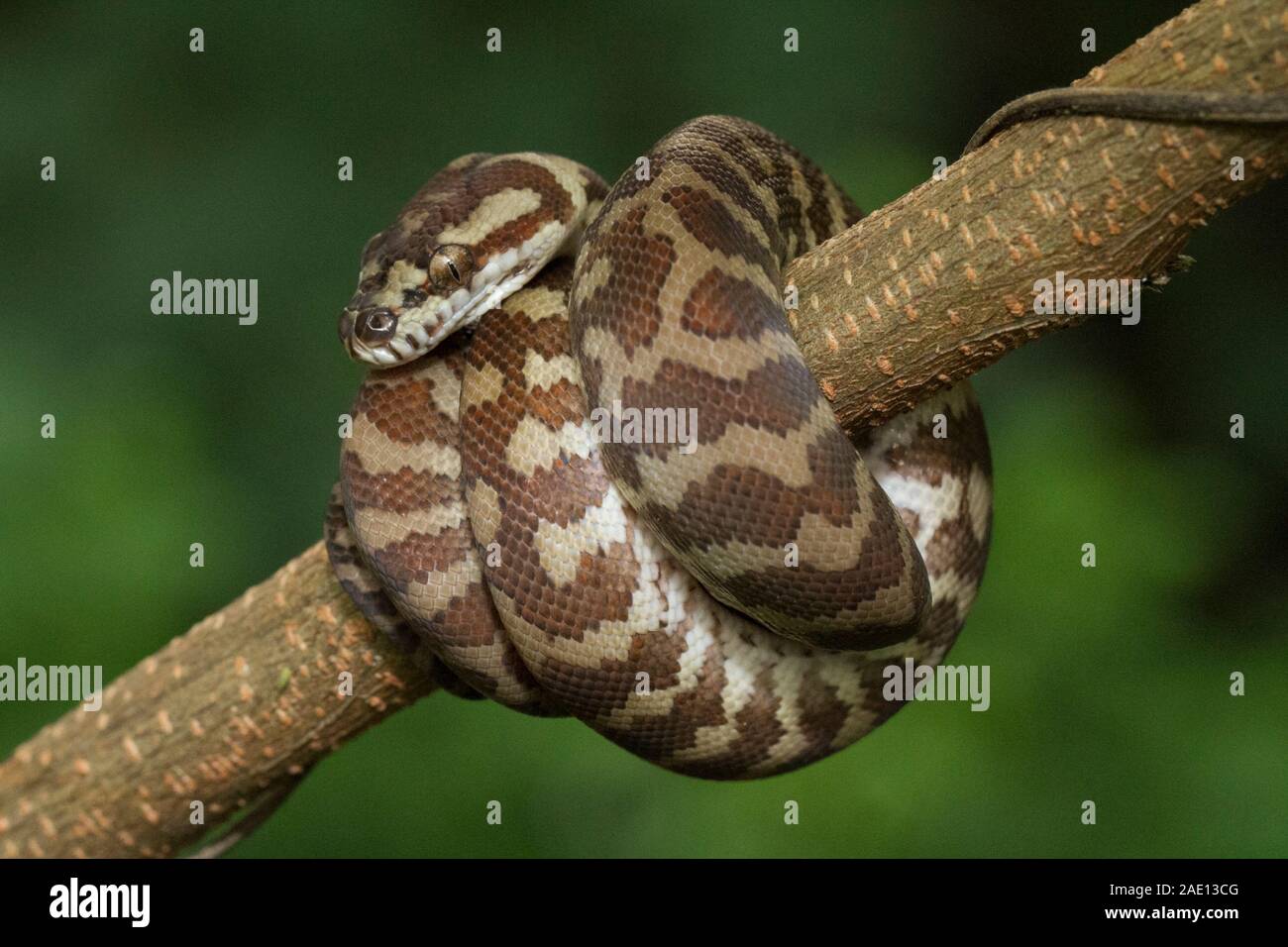 Carpet python (Morelia spilota) curled on a branch Stock Photo