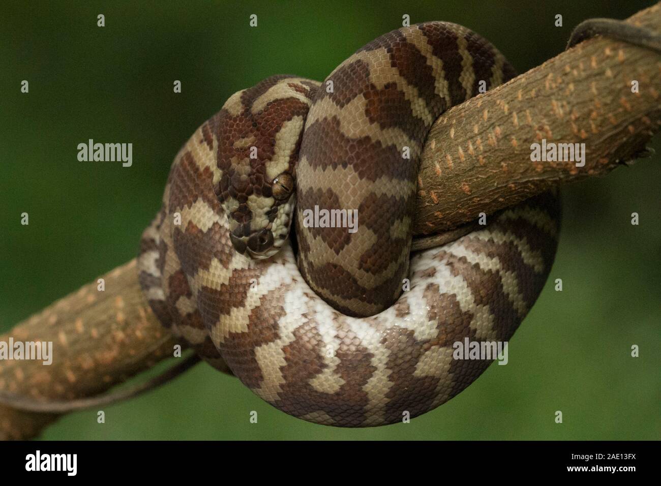 Carpet python (Morelia spilota) curled on a branch Stock Photo