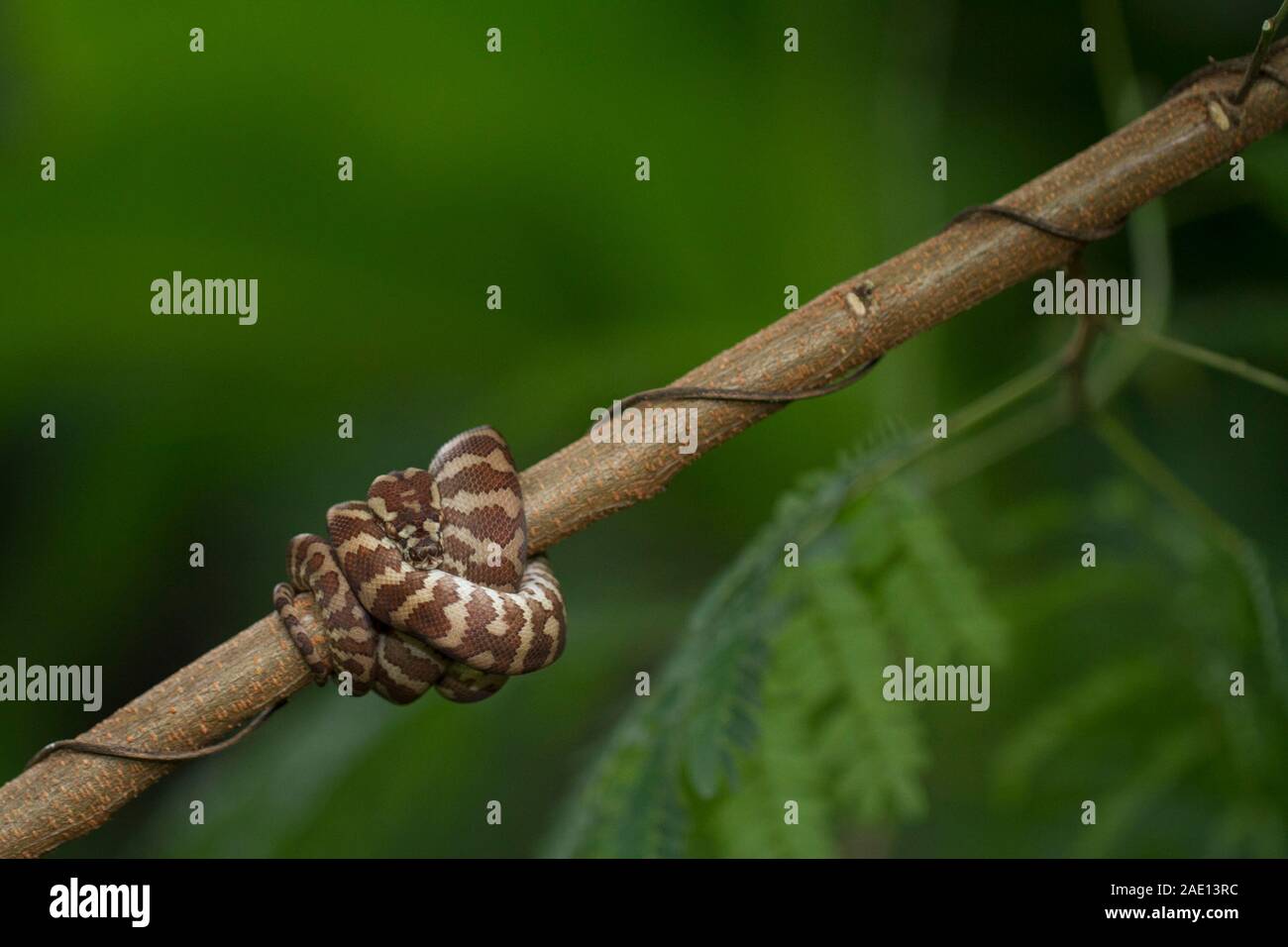 Carpet python (Morelia spilota) curled on a branch Stock Photo