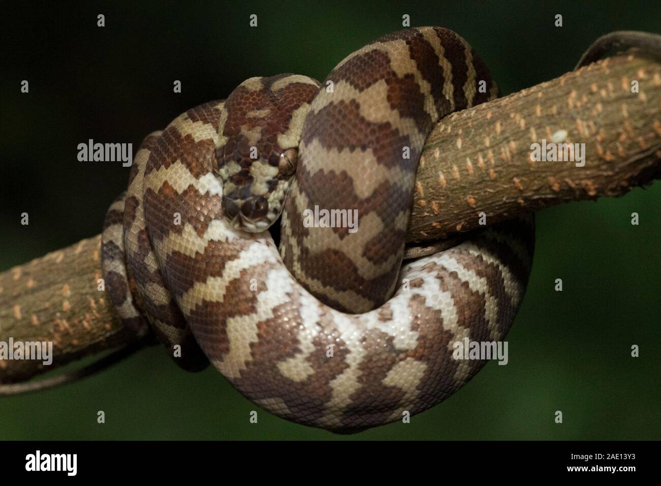 Carpet python (Morelia spilota) curled on a branch Stock Photo