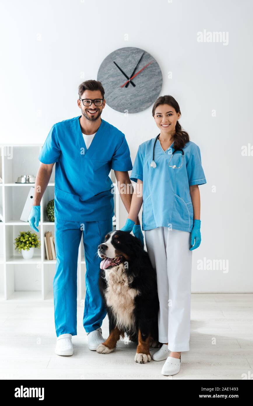 two smiling veterinarians looking at camera while standing near cute bernese mountain dog Stock Photo