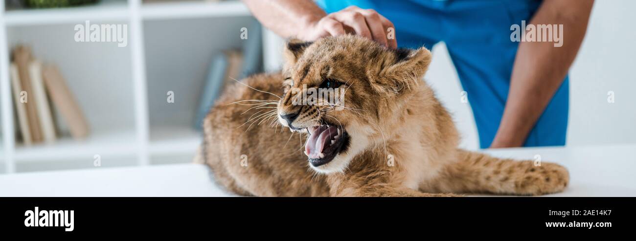 cropped view of veterinarian examining lion cub growling on table, panoramic shot Stock Photo