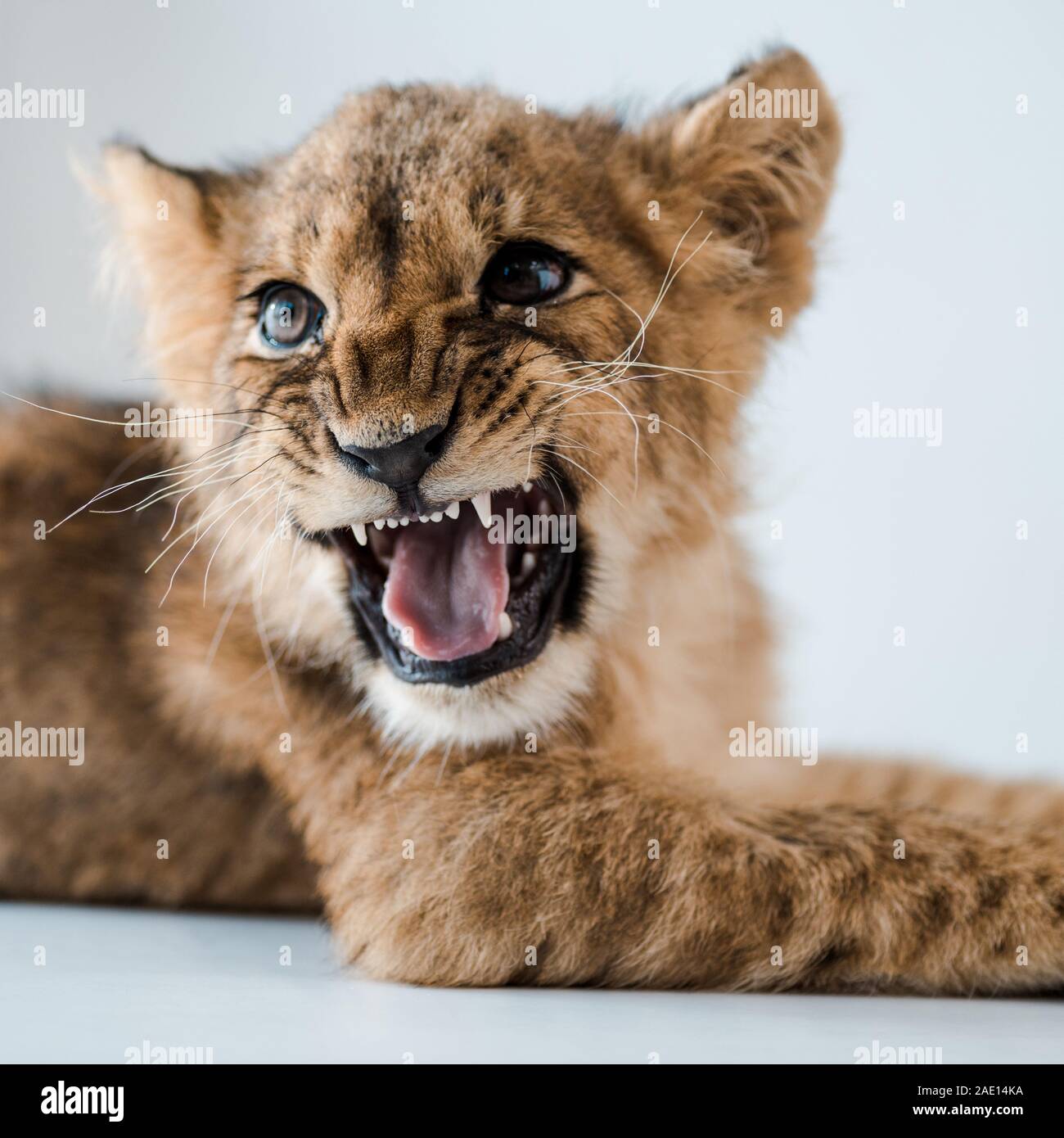 close up view of lion cub growling while lying on table in veterinary clinic Stock Photo