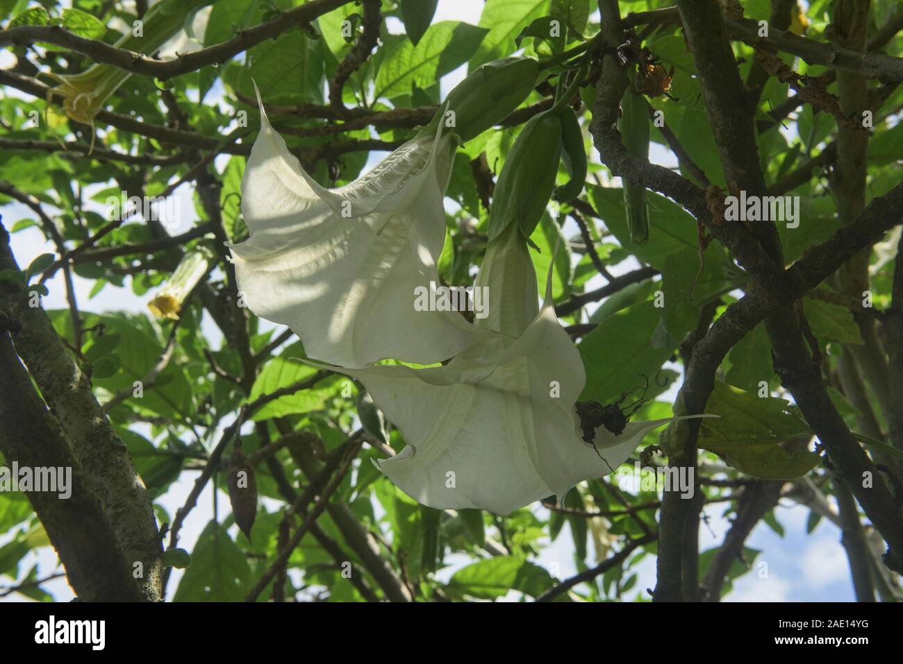 Angel's tears (Brugmansia candida) growing in the Quito Botanical Gardens, Quito, Ecuador Stock Photo