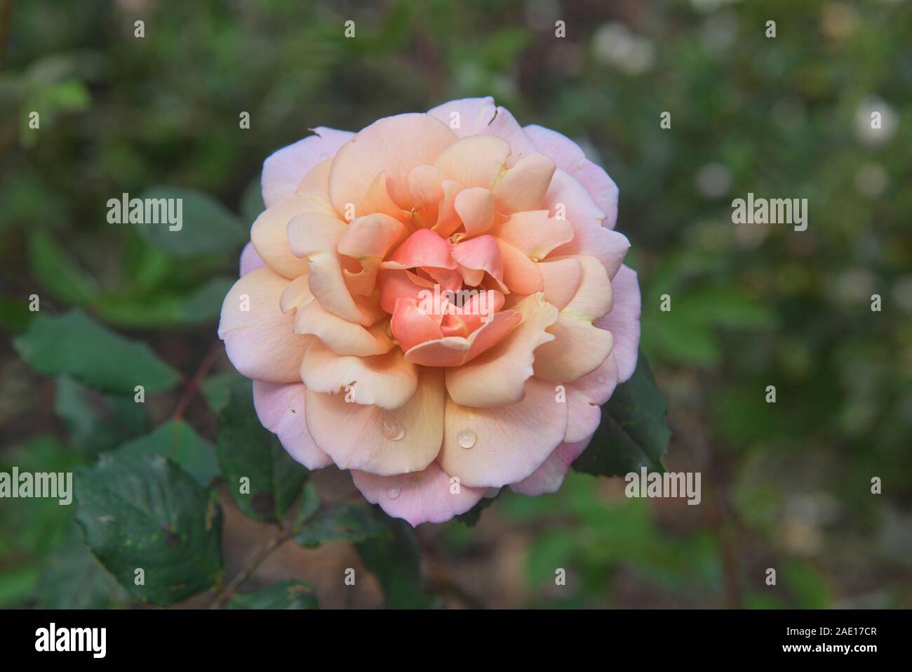 Rose growing in Quito Botanical Gardens, Quito, Ecuador Stock Photo Alamy