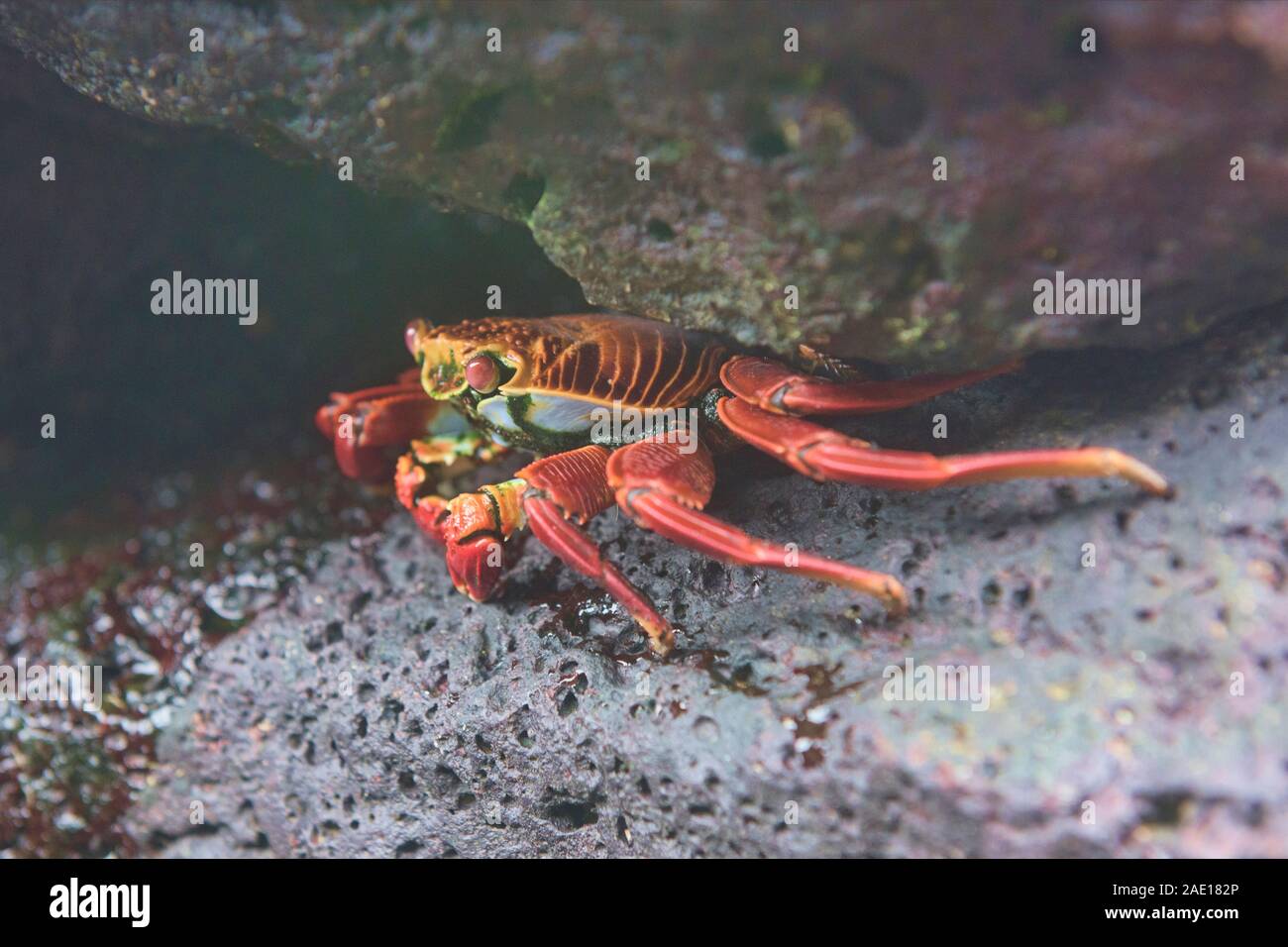 Sally Lightfoot crab (grapsus grapsus), Isla Santa Cruz, Galapagos Islands, Ecuador Stock Photo