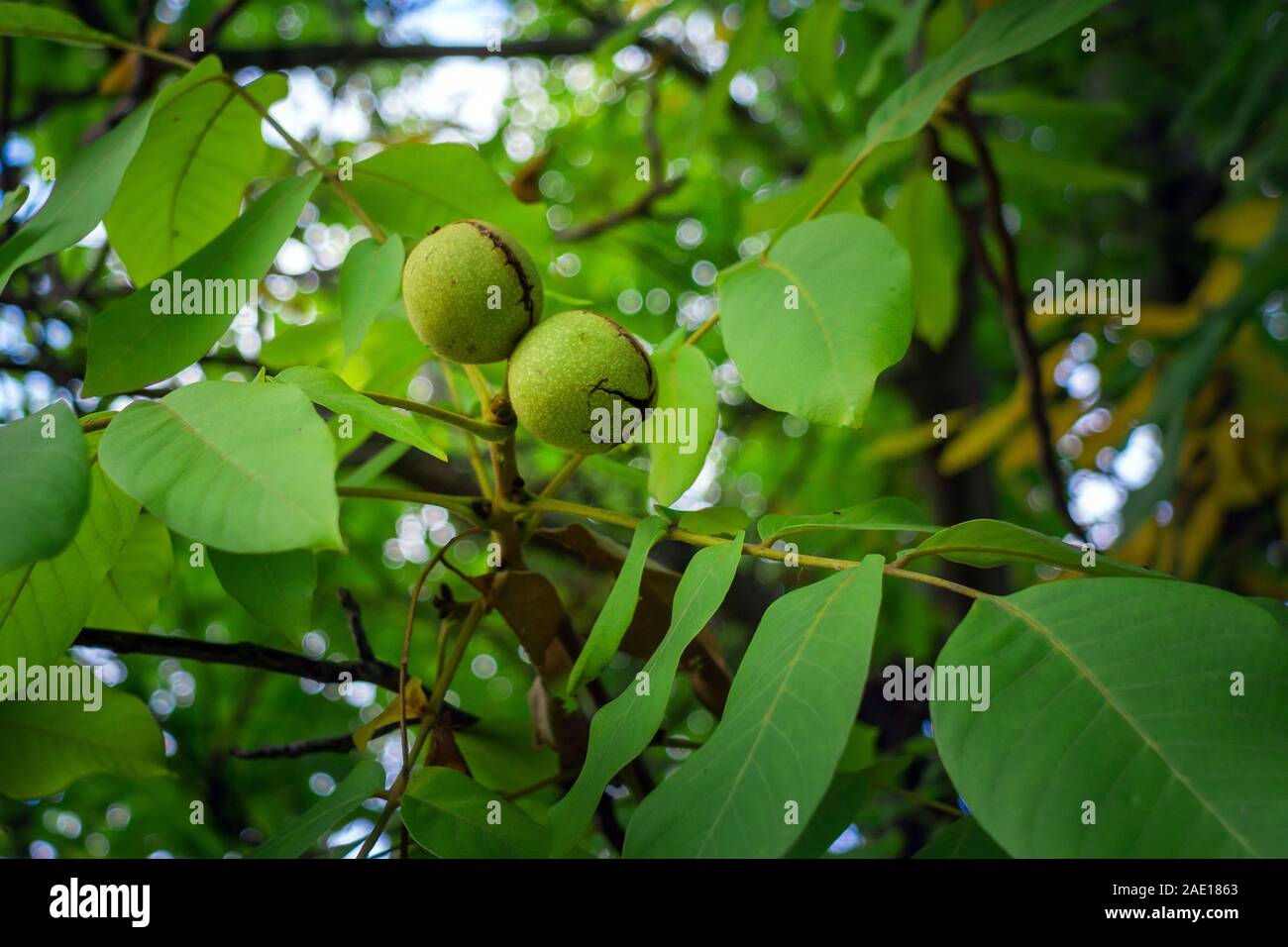 walnut on a tree. the cultivation of nuts. Green leaves and an unripe nut. Stock Photo