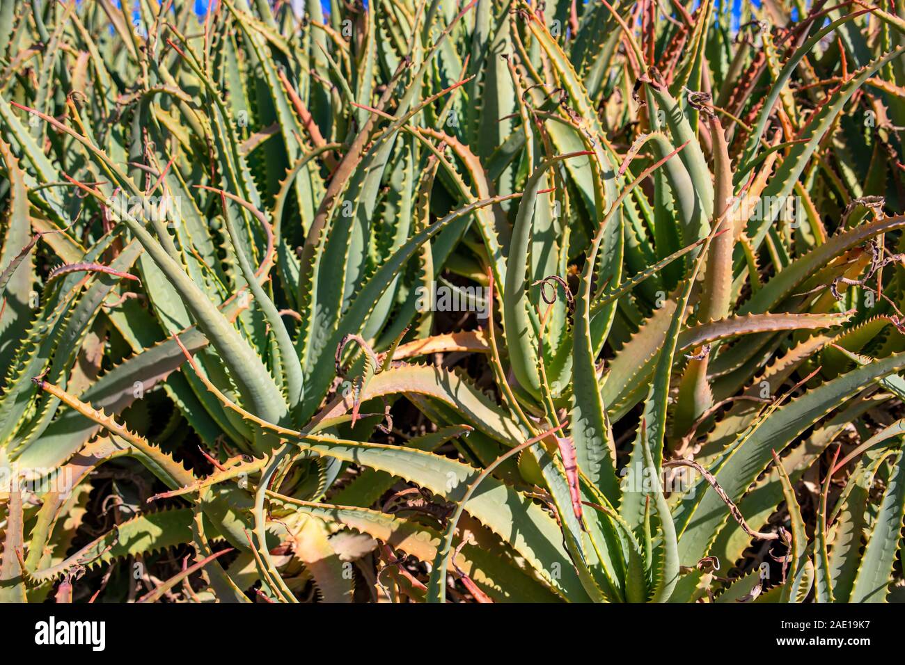 Medical Aloe Vera Cactus Plants close up Stock Photo