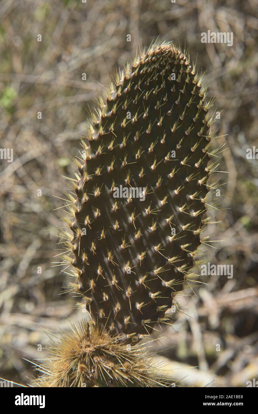Galapagos islands flora hi-res stock photography and images - Alamy