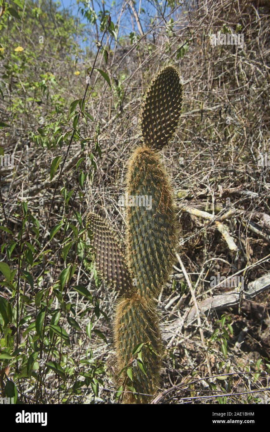 Galapagos islands flora hi-res stock photography and images - Alamy