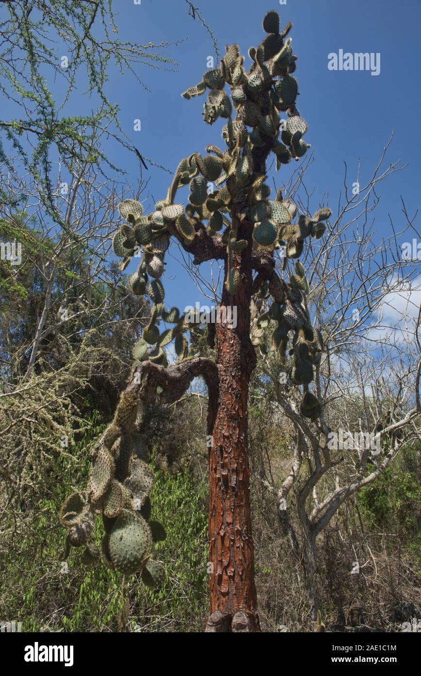 Galapagos islands flora hi-res stock photography and images - Alamy
