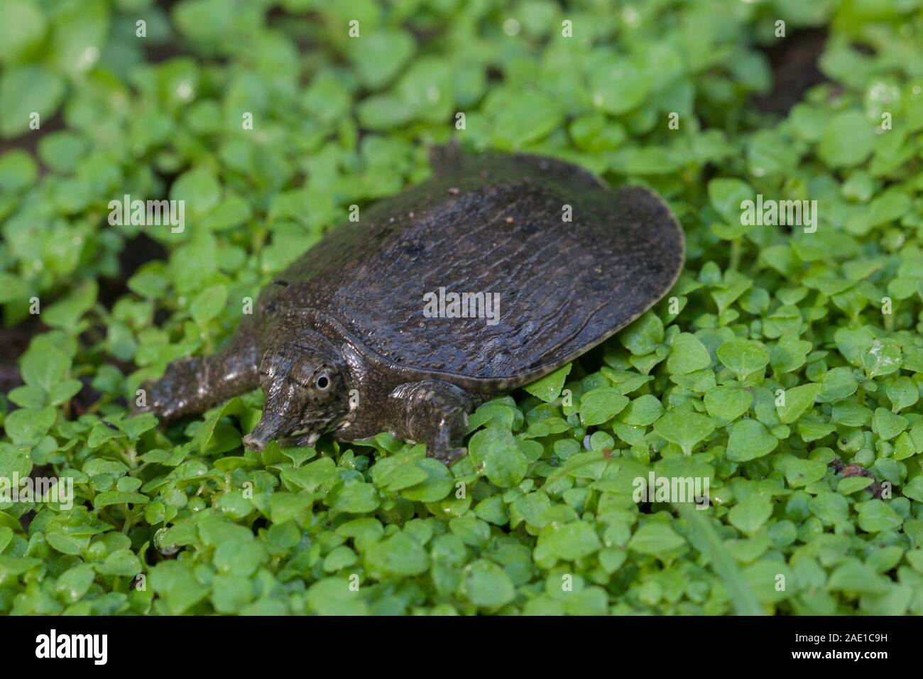 Common softshell turtle or asiatic softshell turtle (Amyda cartilaginea) Stock Photo