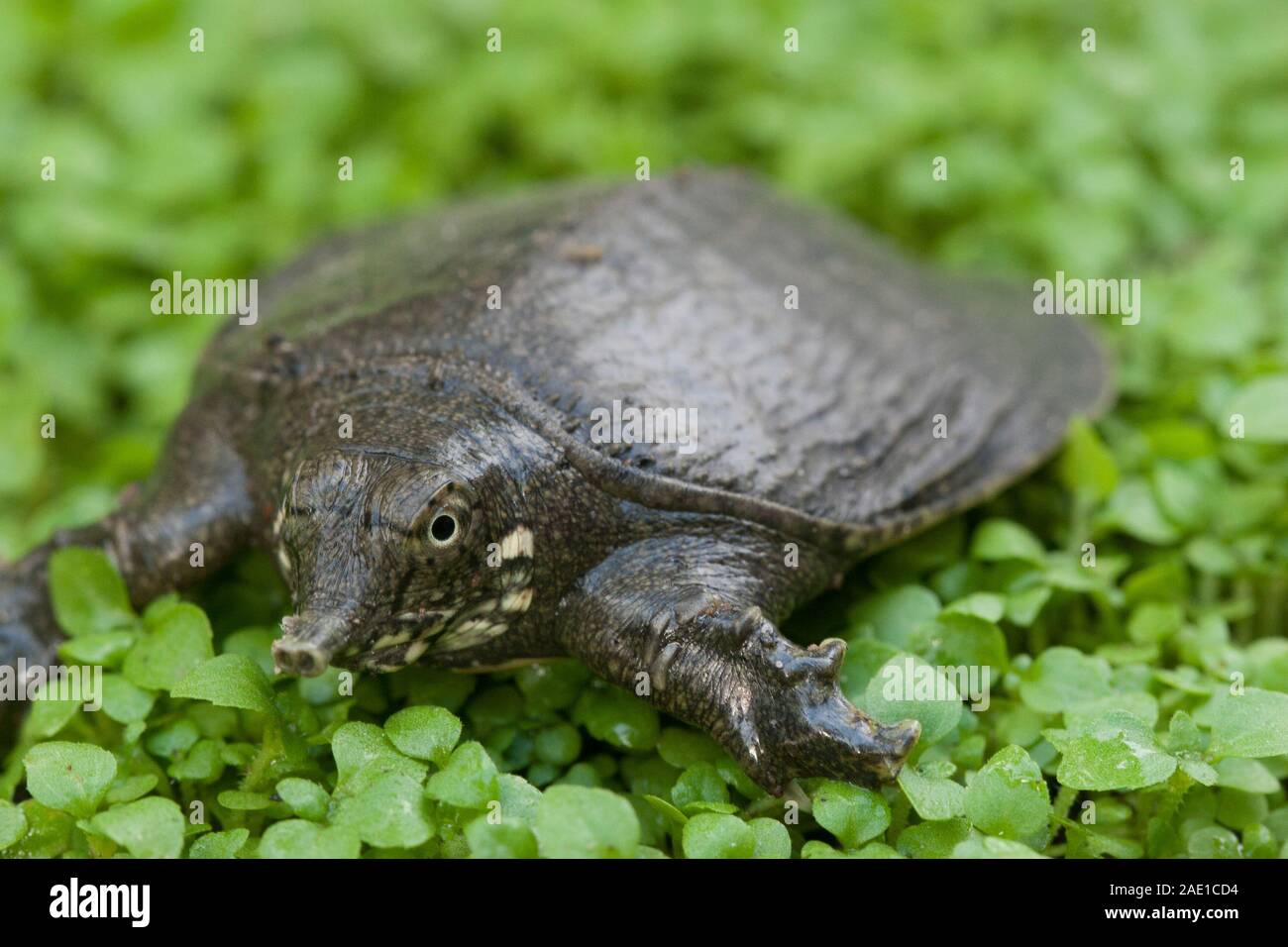 Common softshell turtle or asiatic softshell turtle (Amyda cartilaginea) Stock Photo