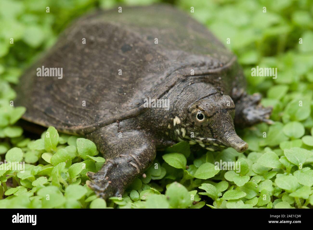 Common softshell turtle or asiatic softshell turtle (Amyda cartilaginea  Stock Photo - Alamy