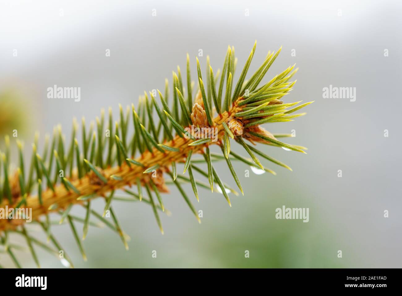 Tip of a branch of a European spruce with young pine cones and raindrops on the green needles in front of blurred white and gray background, side view Stock Photo
