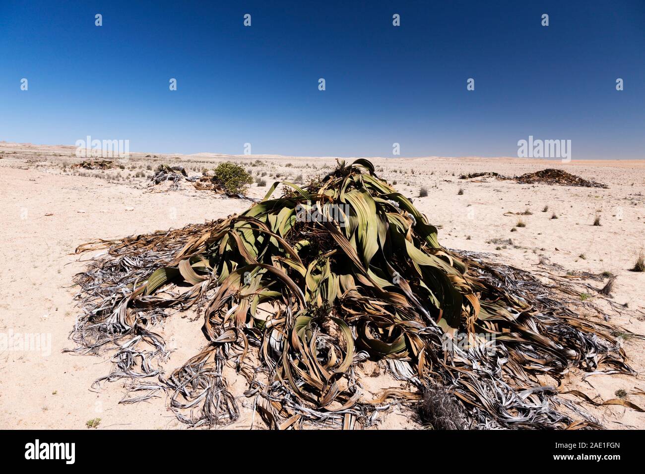 Welwitschia, is mysterious desert wild plant, near Swakopmund, Namib desert, Namibia, Southern Africa, Africa Stock Photo