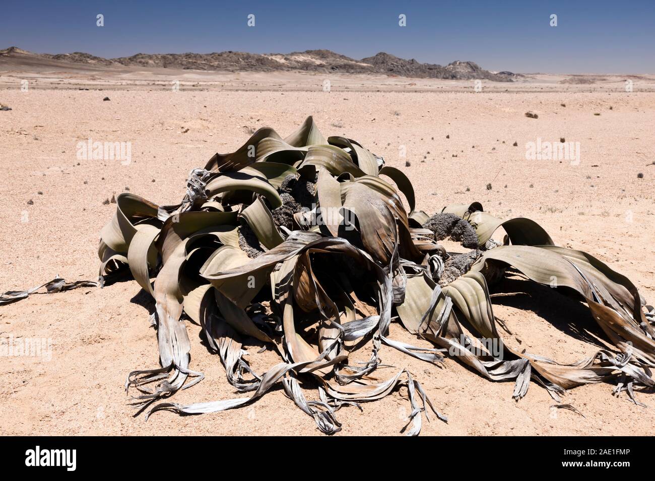 Welwitschia, desert wild plant, 'Welwitschia drive' near Swakopmund, Namib desert, Namibia, Southern Africa, Africa Stock Photo