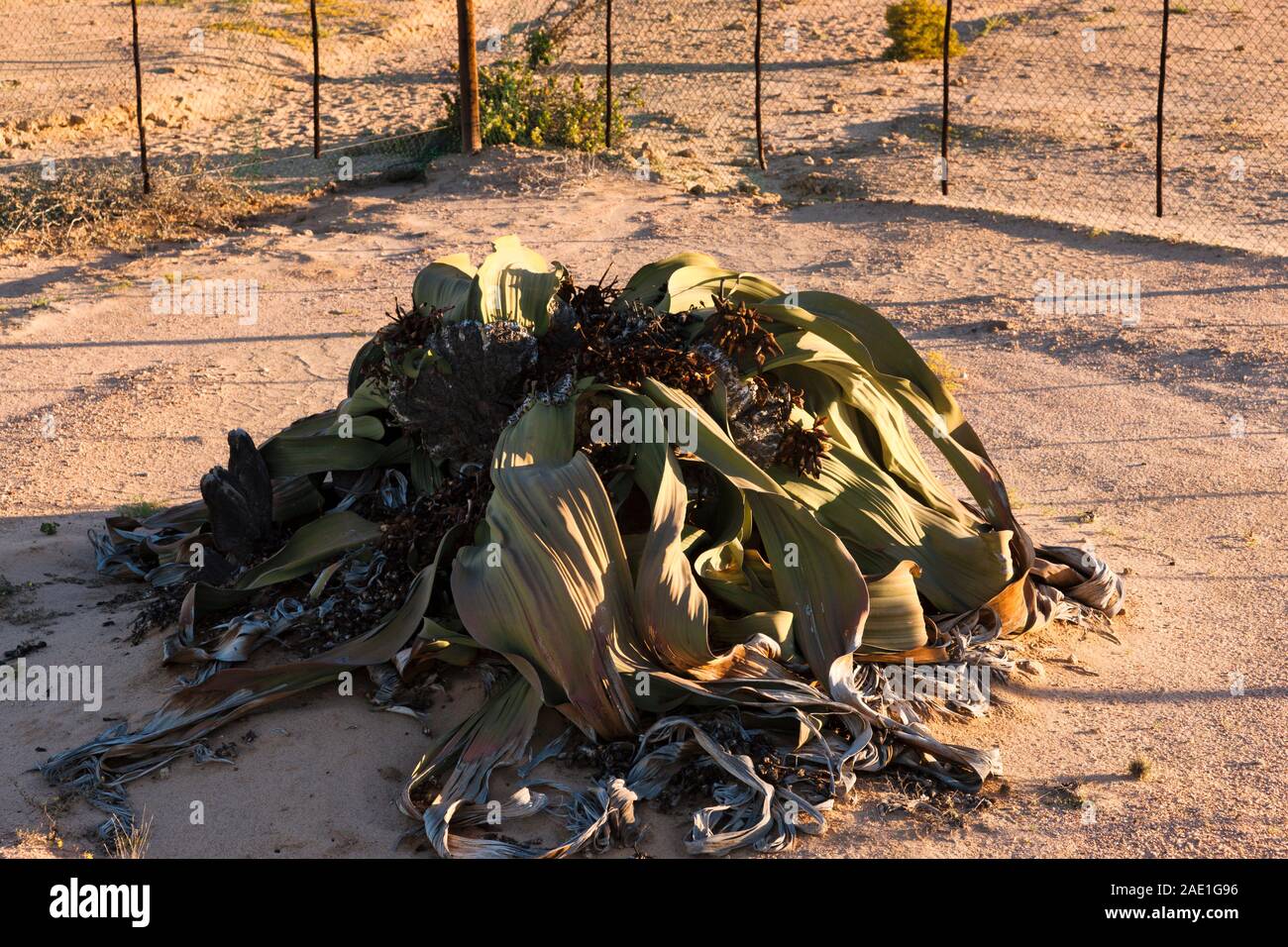 'Welwitschia Giant' is biggest, desert wild plant, 'Welwitschia Drive' near Swakopmund city, Namib desert, Namibia, Southern Africa, Africa Stock Photo