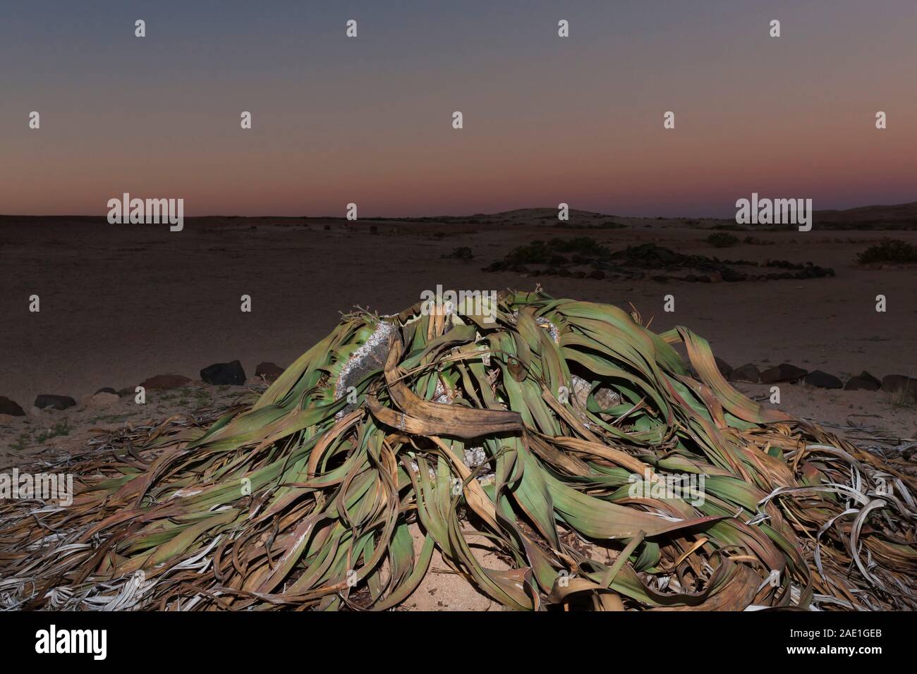 Desert plant hi-res stock photography and images - Alamy