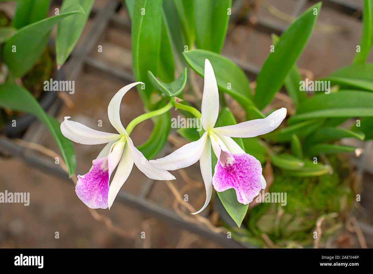 Beautiful White Cattleya Orchid and patterned pink spots Background blurred leaves in the garden. Stock Photo