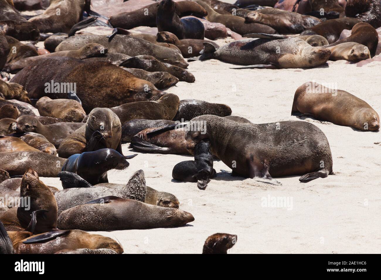 Colony of Seals, at Cape Cross Seal Reserve, Atlantic Ocean, Namibia, Southern Africa, Africa Stock Photo