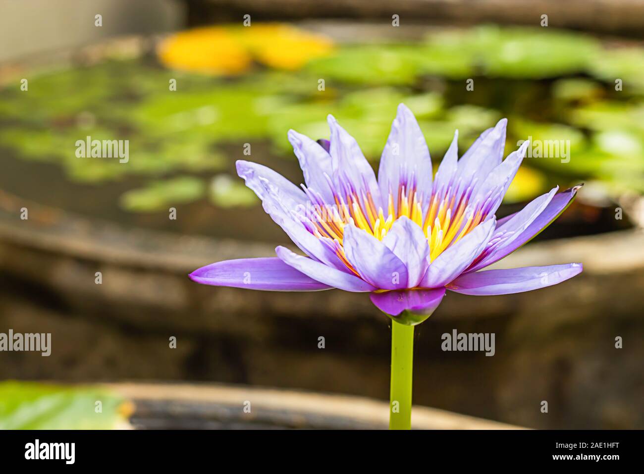 The beauty of the Purple Lotus Bloom in ponds Stock Photo