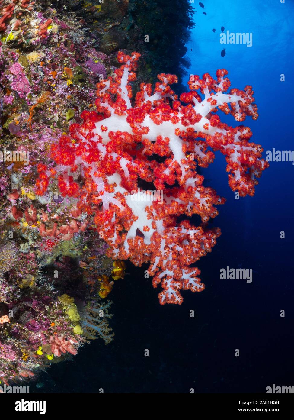 Tree Coral, Dendronephthya sp, Mabul, Malaysia Stock Photo