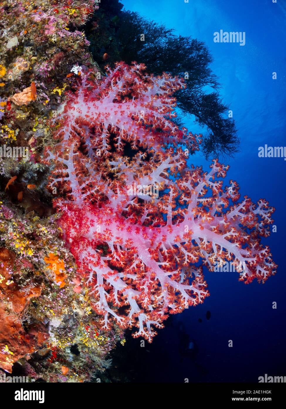 Tree Coral, Dendronephthya sp, Mabul, Malaysia Stock Photo