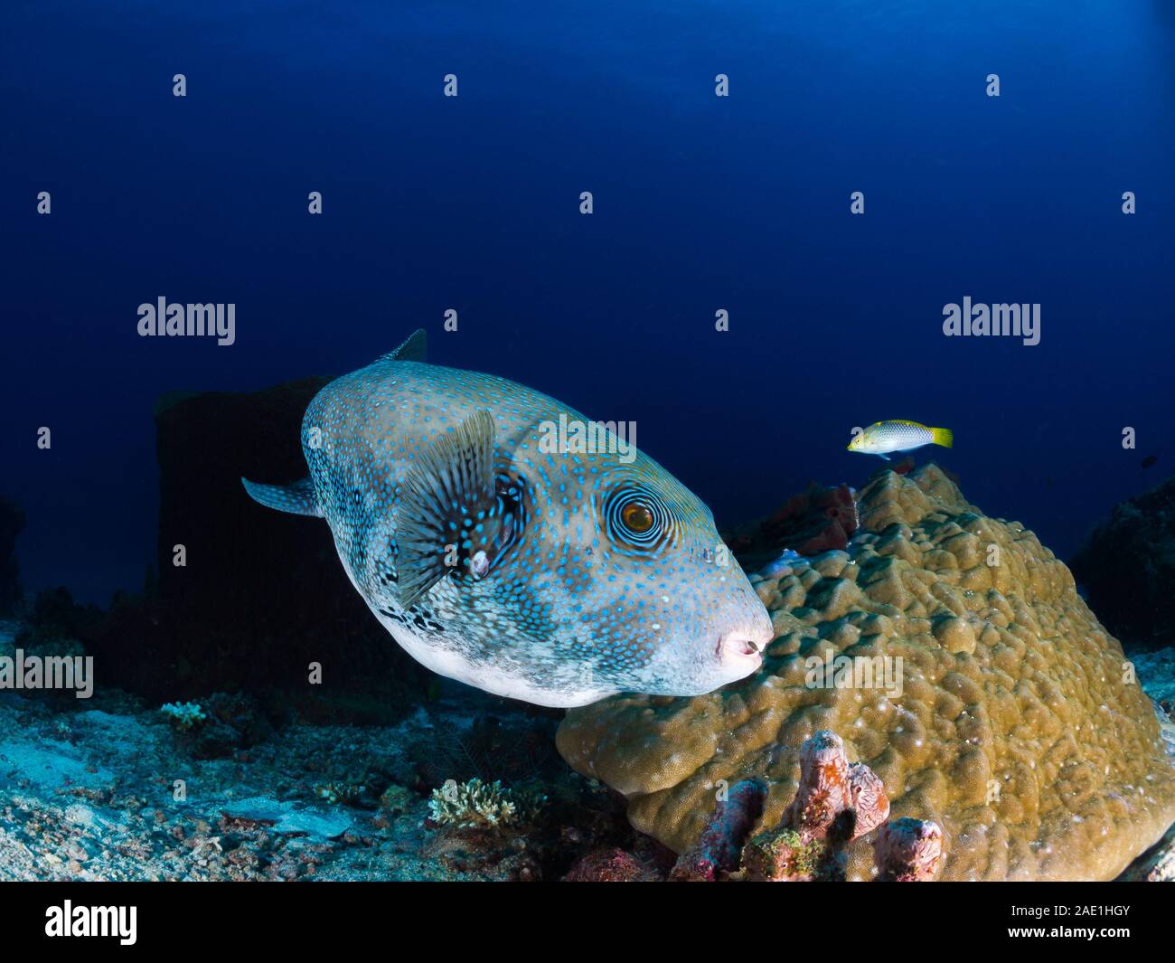 blue-spotted pufferfish, Arothron caeruleopunctatus, Mabul, Malaysia Stock Photo