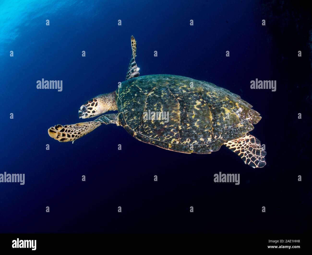 Pacific hawksbill turtle, Eretmochelys imbricata bissa, swimming Stock Photo