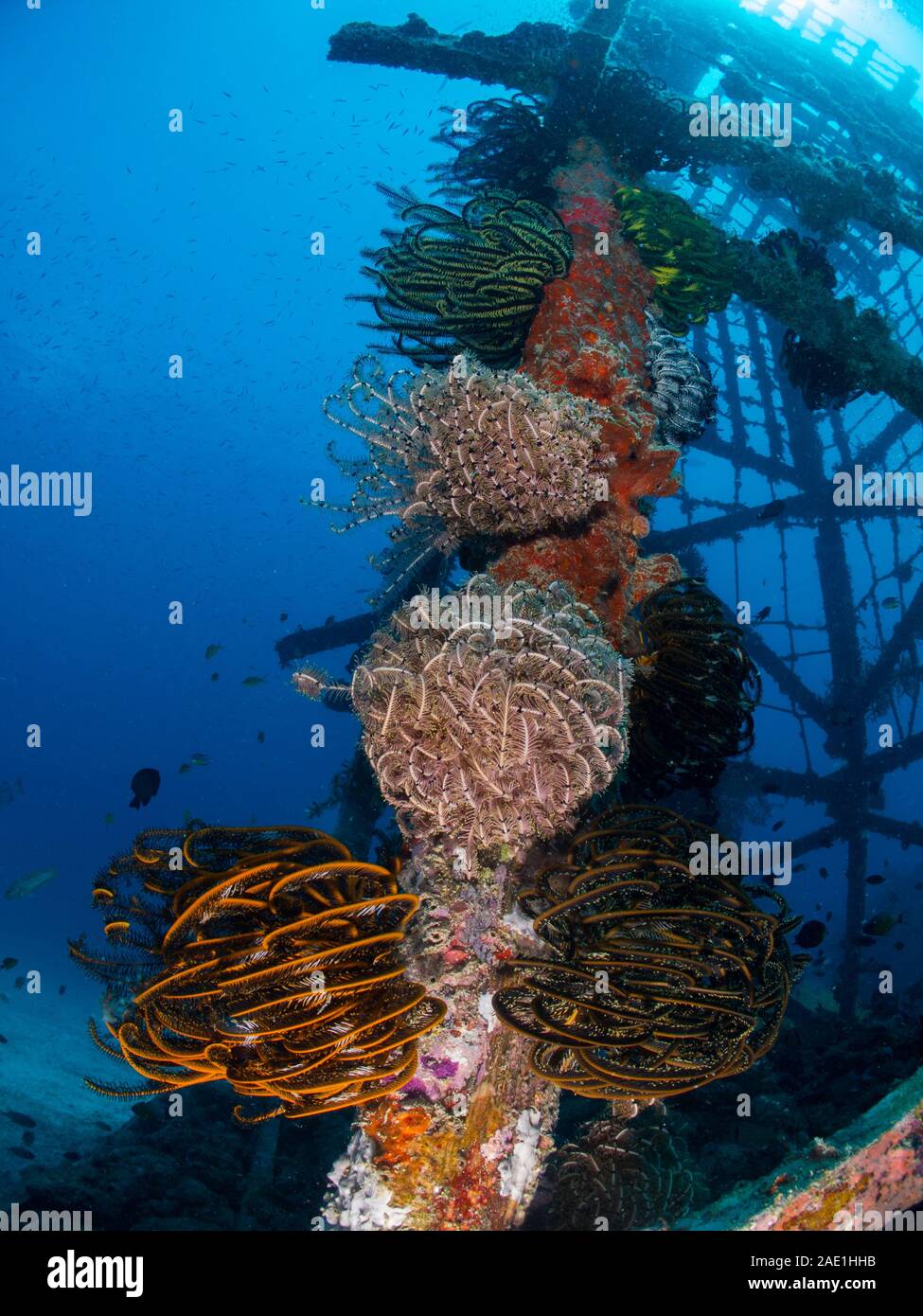 Crinoids, Comanthina nobilis and Comanthina schlegelii on the reef, Malaysia Stock Photo