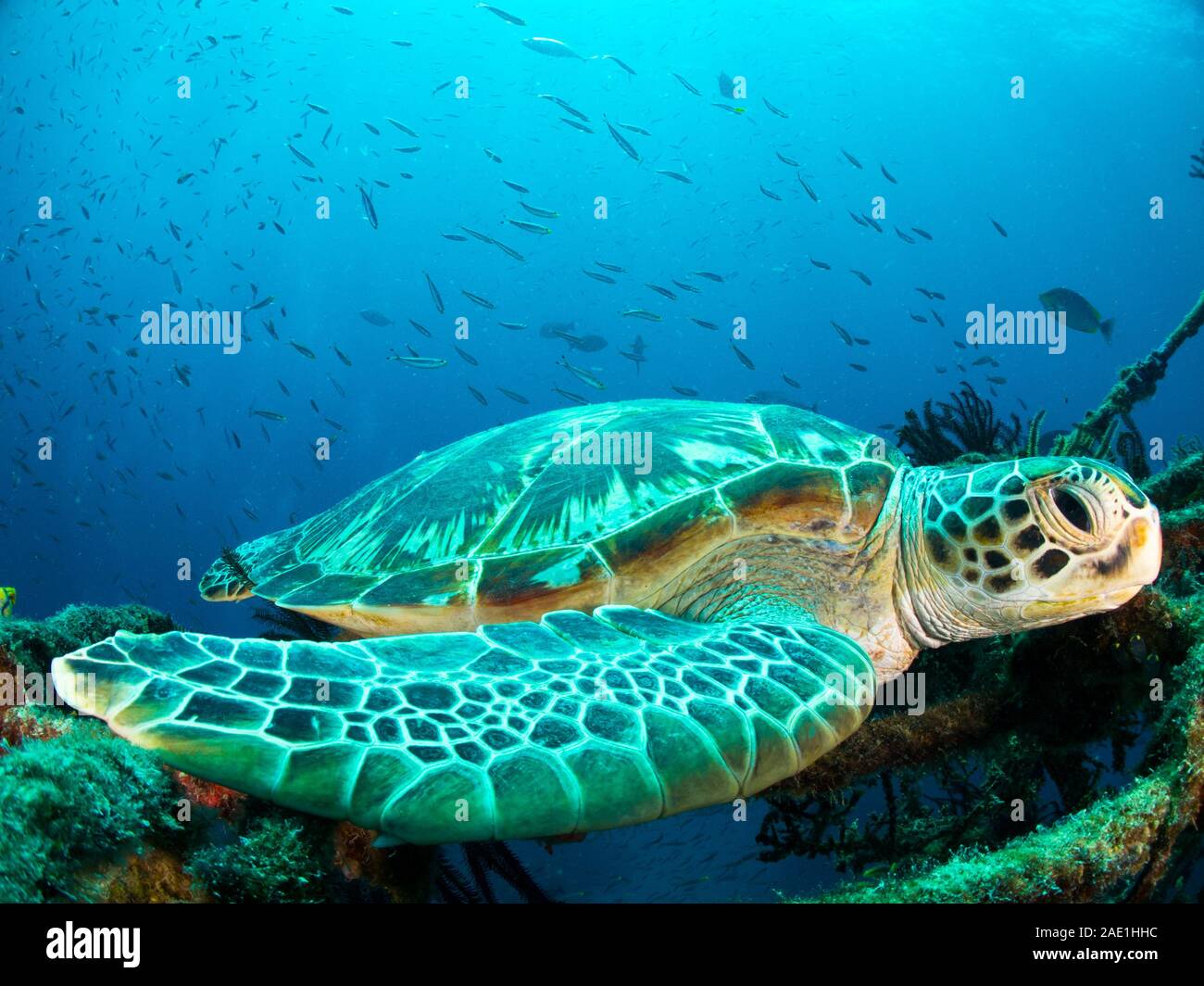 green sea turtle, Chelonia mydas, resting, Malaysia Stock Photo