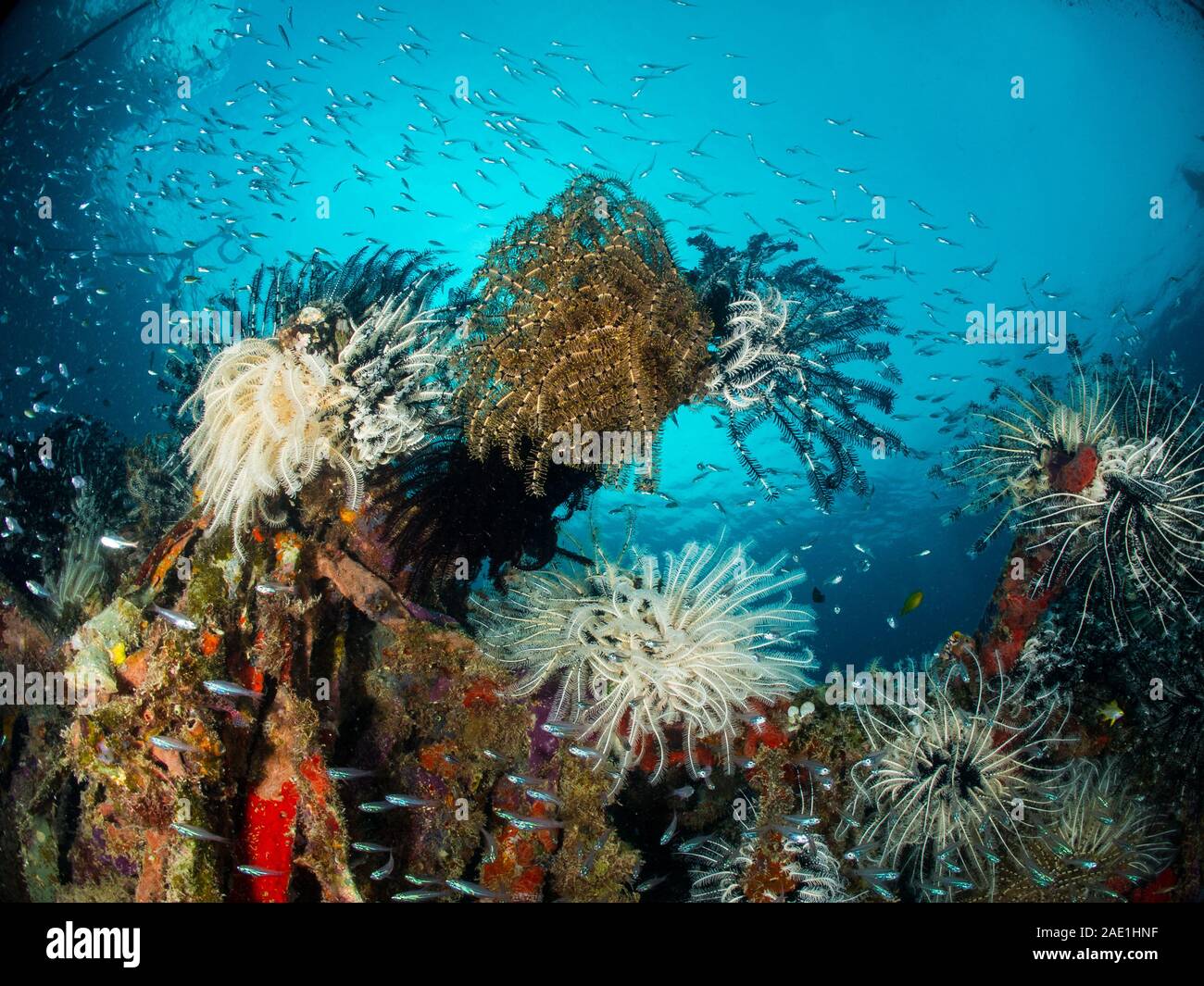 wide angle view with many Crinoids, Comaster sp, Mabul, Malaysia Stock Photo