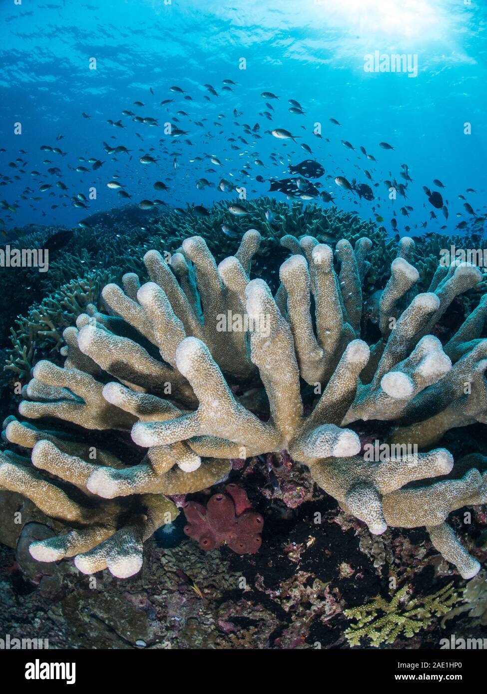 stony coral, Porites tuberculosus, Sipadan, Malaysia Stock Photo