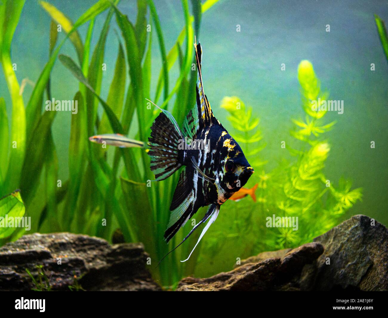 Black And White Angel Fish In A Fish Tank Stock Photo Alamy,What Are Wheat Pennies Worth 1945