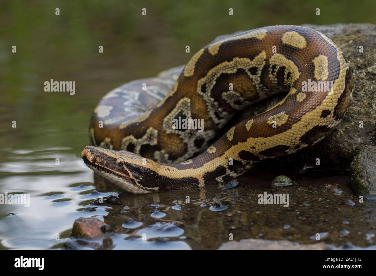 Sumatran Red Blood Python (Python curtis curtis) commonly known as red ...
