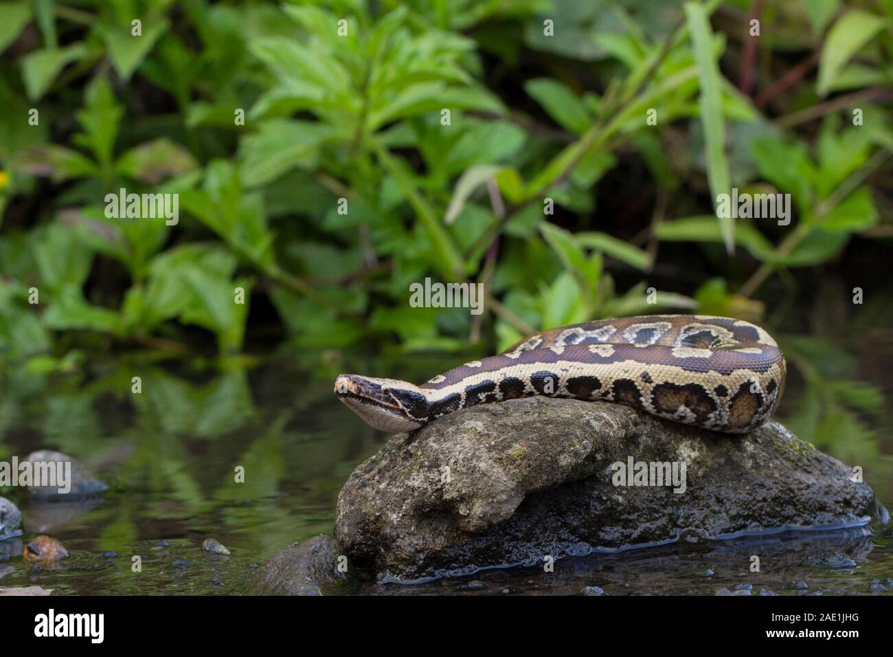 Sumatran Red Blood Python (Python curtis curtis) commonly known as red ...