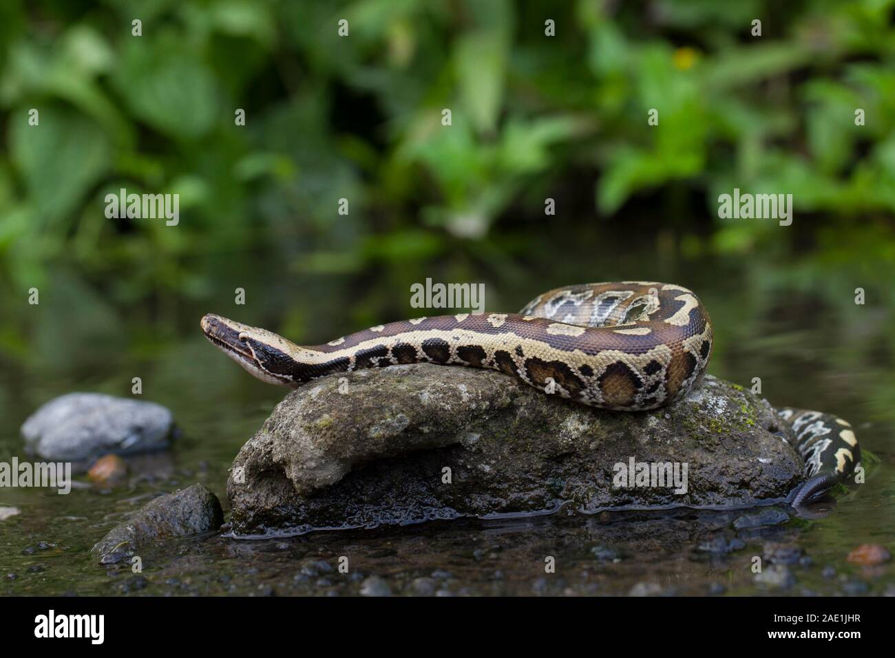 Sumatran Red Blood Python (Python curtis curtis) commonly known as red ...