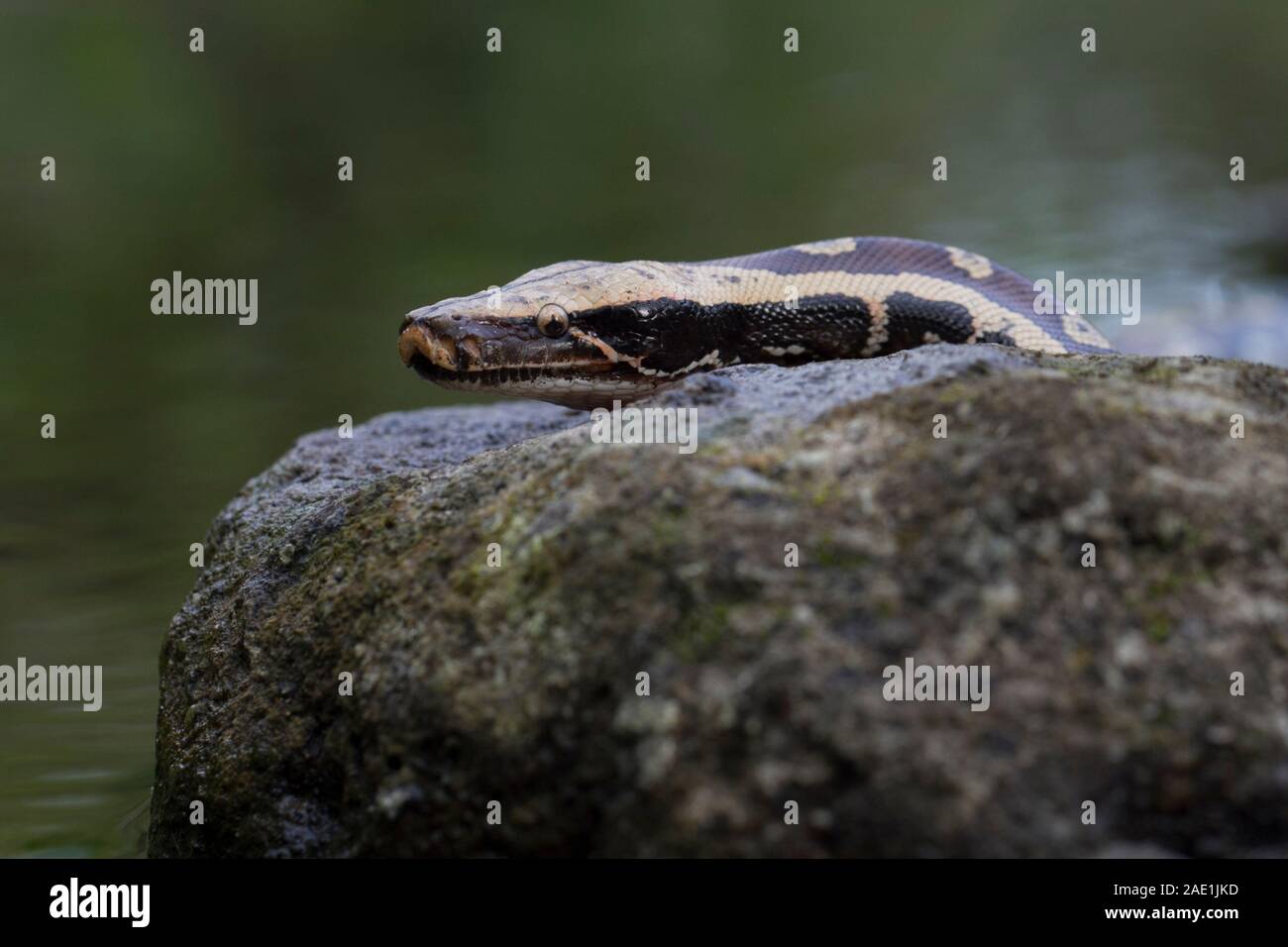 Sumatran Red Blood Python (Python curtis curtis) commonly known as red ...