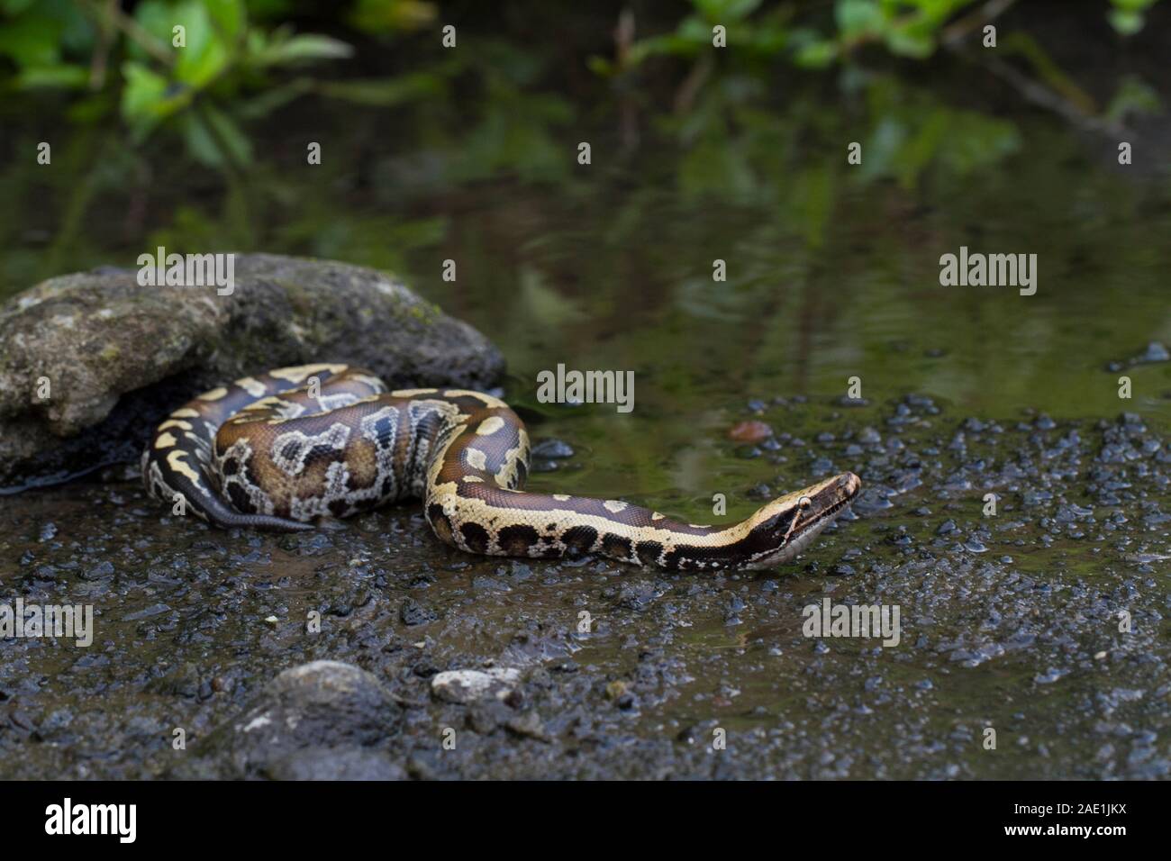 Sumatran Red Blood Python (Python curtis curtis) commonly known as red ...