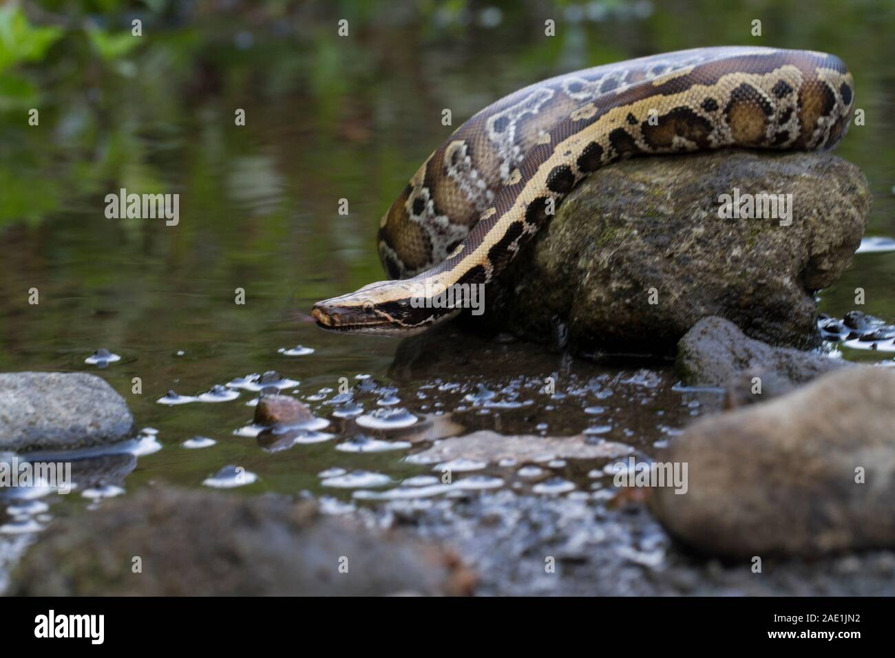 Sumatran Red Blood Python (Python curtis curtis) commonly known as red ...
