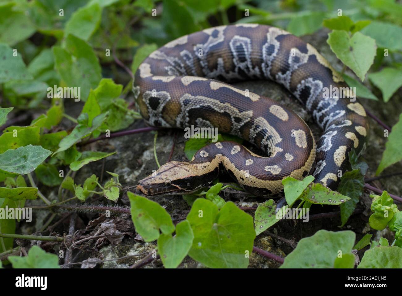 Sumatran Red Blood Python (Python curtis curtis) commonly known as red ...