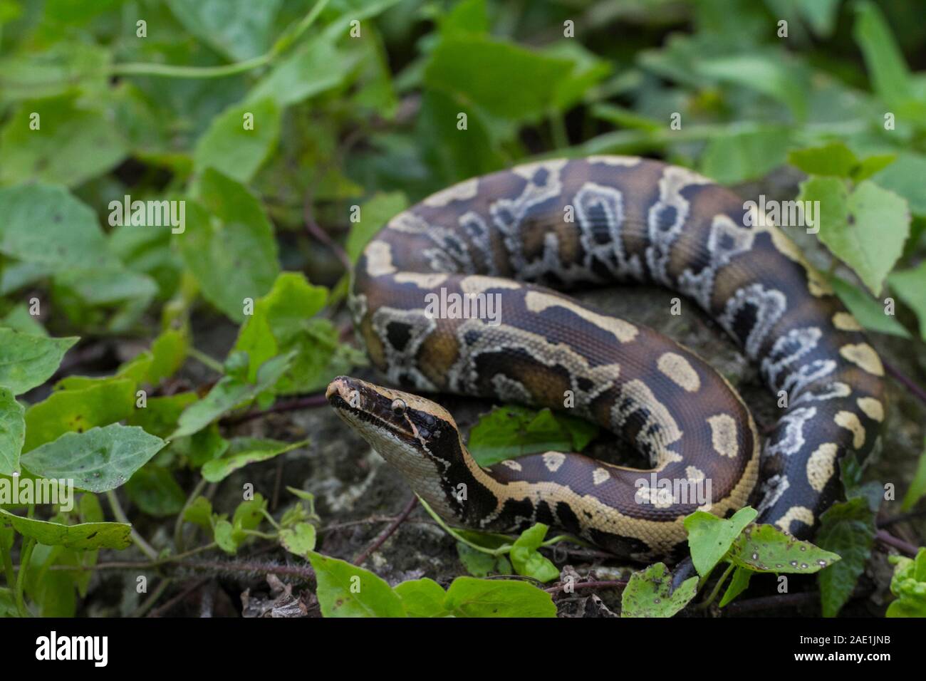Sumatran Red Blood Python (Python curtis curtis) commonly known as red ...